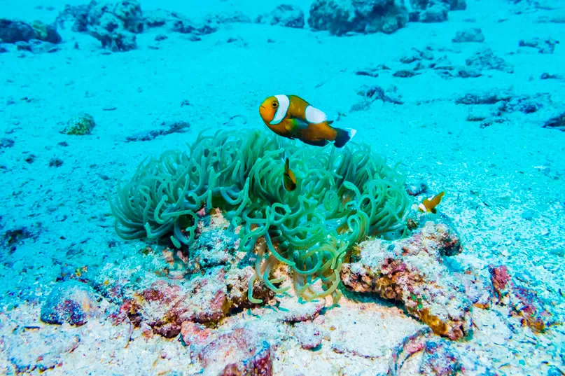 4 Islands Day Tour by Speedboat From Krabi view 6