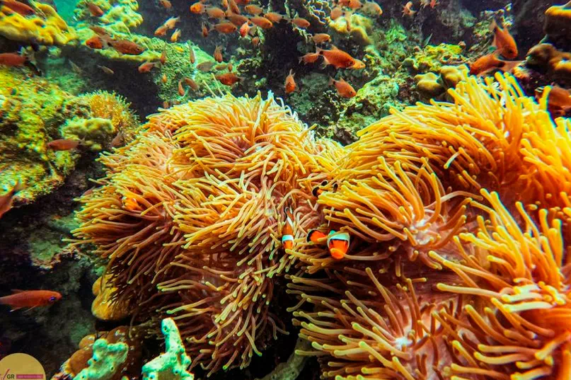 4 Islands Day Tour by Speedboat From Krabi view 9