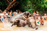 Krabi Ao Nang Elephant Sanctuary Half-Day Tour thumb 10