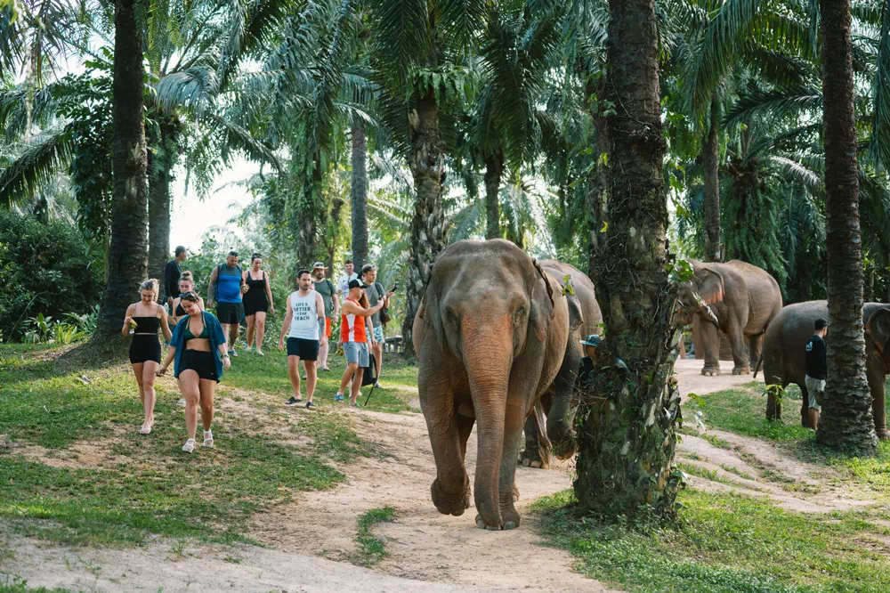 Krabi Ao Nang Elephant Sanctuary Half-Day Tour view 14
