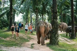 Krabi Ao Nang Elephant Sanctuary Half-Day Tour thumb 14