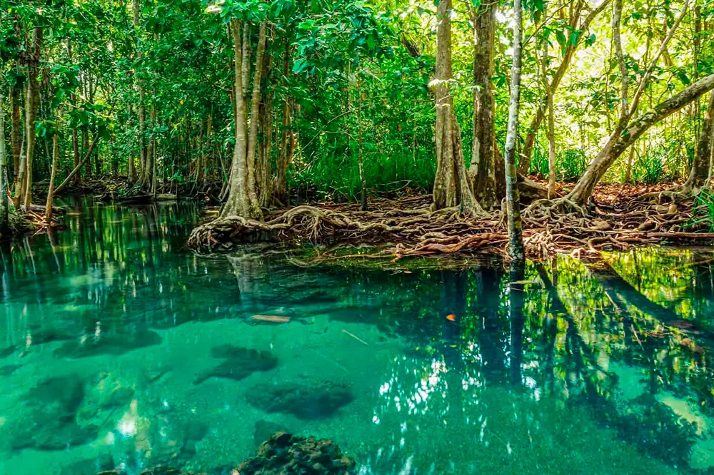 Emerald Pool, Hot Springs & Tiger Cave Full-Day Jungle Tour From Krabi view 6