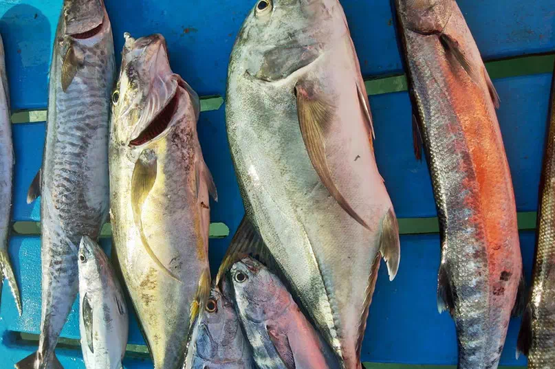 Private Big Game Fishing Tour From Krabi view 10