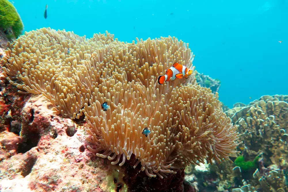 Similan Islands Snorkel Tour by Speedboat From Krabi view 12