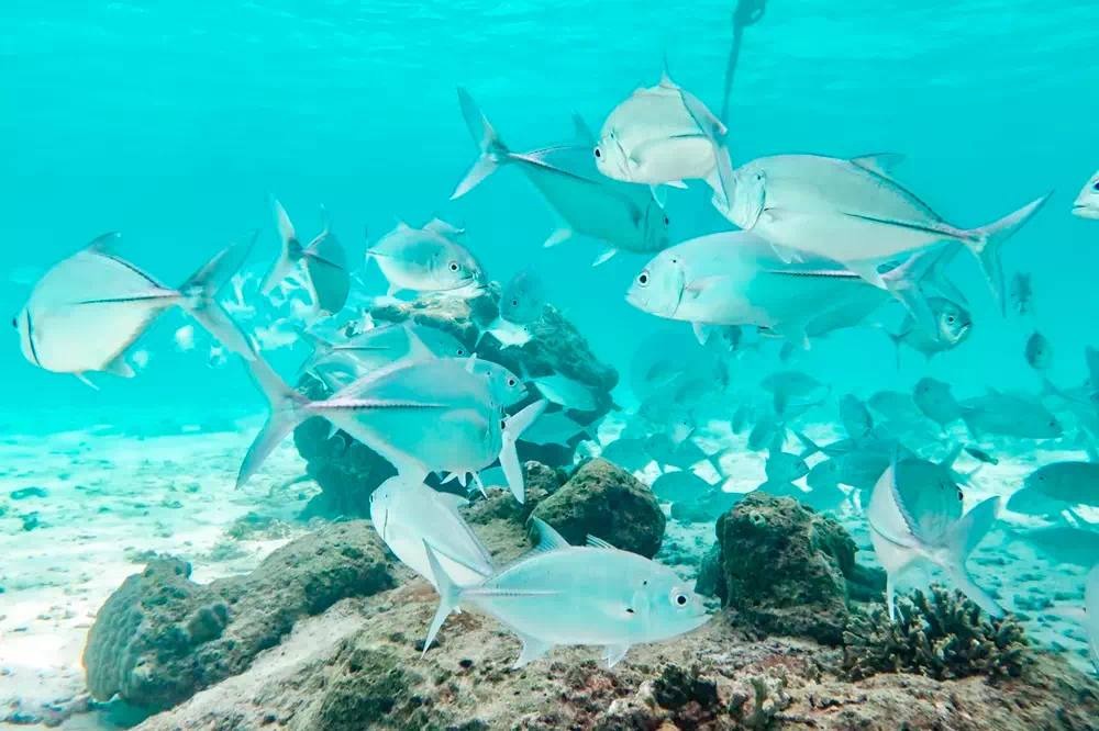 Similan Islands Snorkel Tour by Speedboat From Krabi view 5
